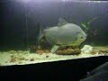 short vid of my bud BuBa