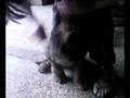 videos de Dougy Brossage