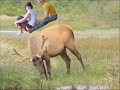 Tregilgas and the Water Buffalo