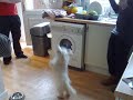 alfie eats bubbles