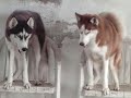 Meu Cachorrinho