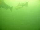 diving with more chinook salmon