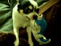 chihuahua gone wild