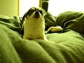 Chihuahua Gone Wild