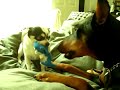 chihuahua gone wild