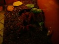 Theraphosa blondi Breeding (Copula) 1 part. 1