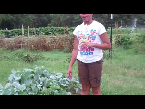 how to harvest collards