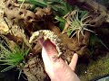 Abronia mixteca (???) green phase or new species..