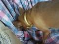 Dog Digging Food in the Cloth
