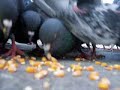 Pigeon Heart