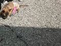 Sugar and Sadie Playing