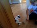 videos de fjant katt