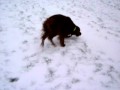2010-05-25 | My Irish Red Setter Balero in Snow ~> Das ist mein sieben Jahre alter Rde Balero im Schnee 2009/10 ()
