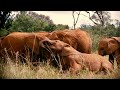 Imaxmovies - Born to Be Wild 3D Trailer