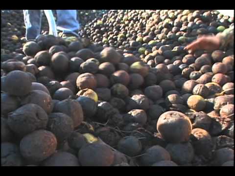 Walnut - Throughout history Ozark Mountain people have gathered black walnuts each autumn. These days, besides using the nuts in home cooking, it's also a cash crop t...