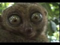 dramatic-lemur-megaleach-style.html