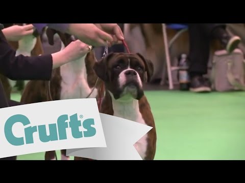 boxer dog