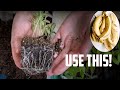 Banana Peels In Water For Tomato Plants