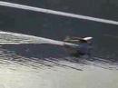 multiplex piper cub