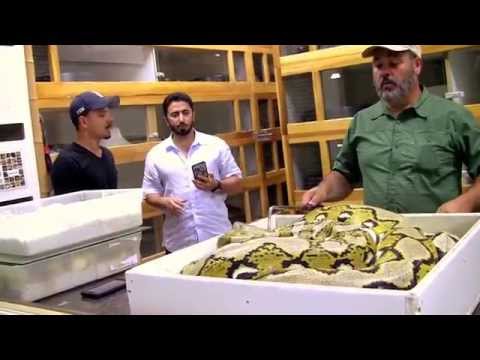 YouTube reptile video
