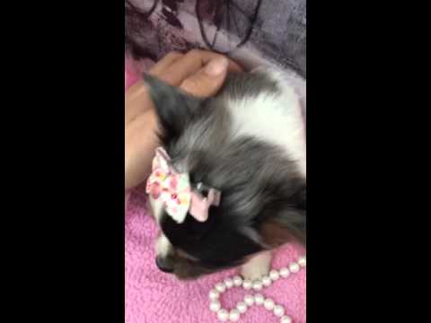Meet our teacup Tina