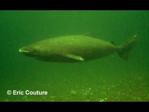 Greenland Shark
