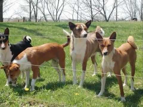 basenji--o-cao-gato-ou-cao-mudo