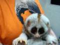 loris
