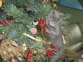 Blauwe Rus kittens