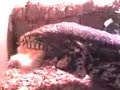 Big Tegu Eating a Chick