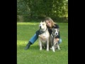 am staff chiens mechants!!!MDR!!!