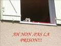 am staff chiens mechants!!!MDR!!!