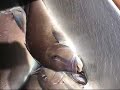 Outer Banks Of NC  Deep Dropping-Poacher Charters
