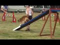 Dog Agility - Rum - August 2007 Dog Agility - Rum - August 2007