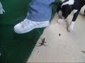 Tootsie VS Godzila