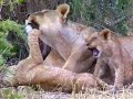 Masai Mara Safari Camp - cheetahs, leopards, lions and more