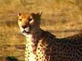 Masai Mara Safari Camp - cheetahs, leopards, lions and more