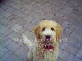 girlfriend in a coma - dog in a park