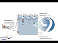 SDS-PAGE (polyacrylamide gel electrophoresis) SDS-PAGE (polyacrylamide gel electrophoresis)
