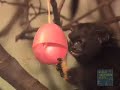 An Egg Hunt with Red Handed Tamarins at the Bronx Zoo