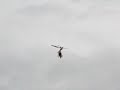 Blade CX RC Heli