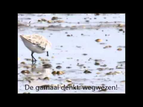 YouTube voorvertoningsafbeelding