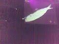 colombo electronic love played  industrial copera