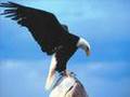 EAGLES - AGUILAS