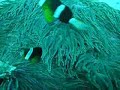 Diving Lembongan Bali