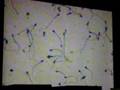 Spermatozoa or Flagella