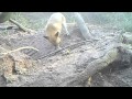 Dog Fox at Badger Bank