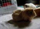 Cavy Kisses :]