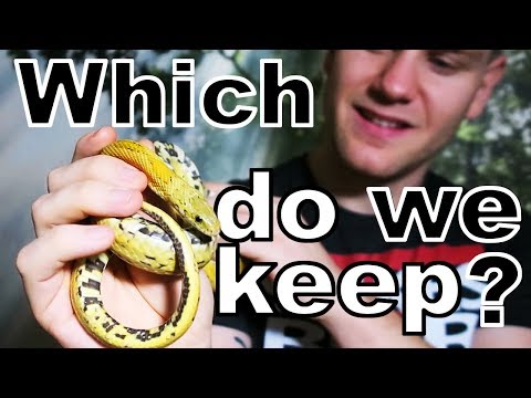 YouTube reptile video