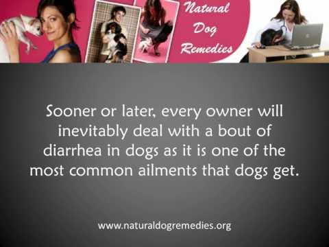 how to cure diarrhea in a dog